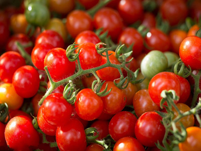 茄子种植技术与管理