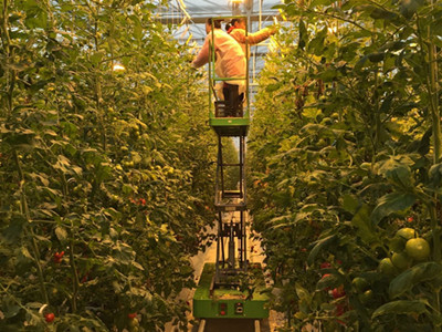 伽丽娜西红柿种植技术