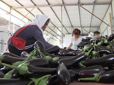 中华神剑韭菜种植方法
