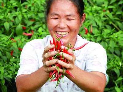 红辣椒种植一亩地利润
