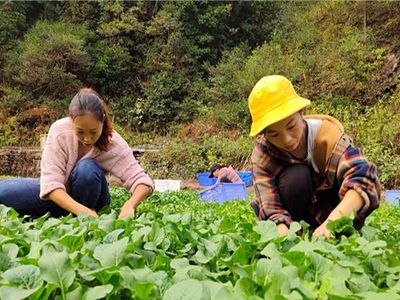 韩国线椒种植技术