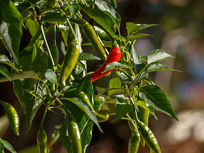 七彩椒的种植方法