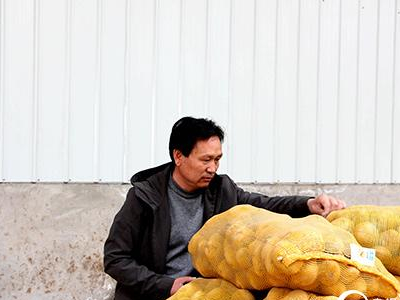黄尖笋育种技术