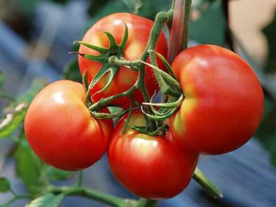 金玲珑西红柿产地和价格