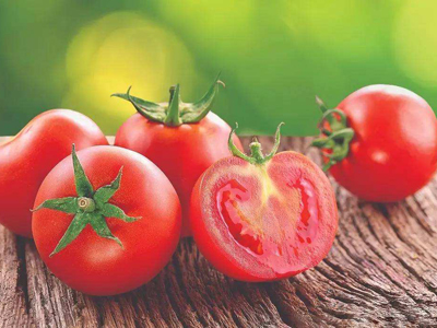 硬粉599西红柿种植技术