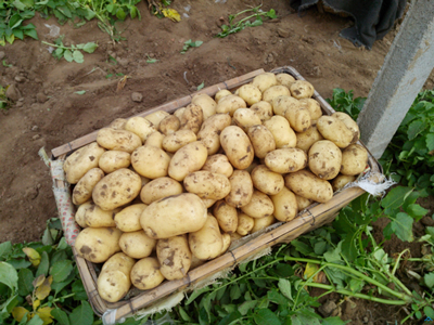 华颂7号土豆多少钱一斤