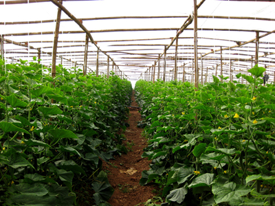 香菜种植技术及管理