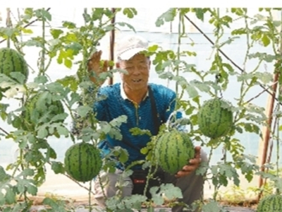 长茄种植技术视频