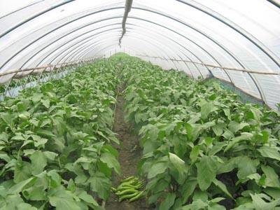 中农26黄瓜种植技术