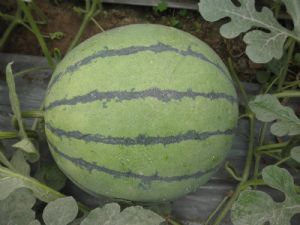 供应金童—西瓜种子