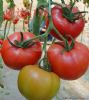 供应番茄种子-威达3138