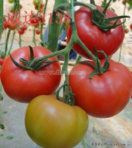 供应番茄种子-威达3138