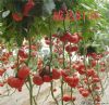 供应粉果威达3136番茄种子