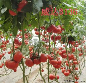 供应粉果威达3136番茄种子