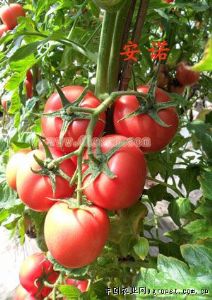 供应进口番茄种子安诺301