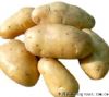 供应荷兰系列脱毒土豆种子