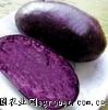 供应黑美人紫色土豆种子