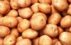 供应内蒙古优质土豆