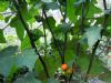 供应红玛瑙—茄砧木