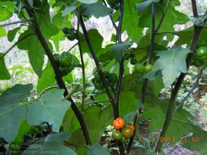 供应红玛瑙—茄砧木