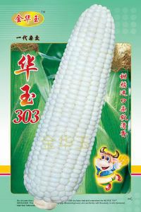 供应鲜食糯玉米种子--华玉303