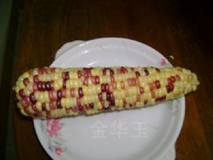供应鲜食玉米种子--鲜玉糯4号（熟棒）