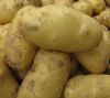 供应马铃薯(土豆)