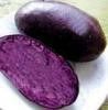 供应脱毒紫色马铃薯