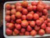 供应温室大棚粉红西红柿