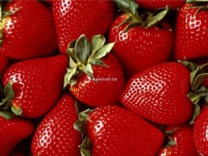 大量供应草莓