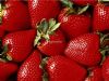 大量供应草莓全明星美十三