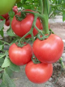 供应粉色番茄种子/荷兰抗TY番茄种子