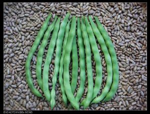 供应优质白不老架豆种子