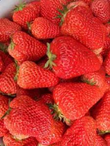 供应草莓