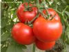 供应寿光诚农农业-宝威西红柿种子