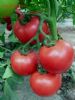 供应荷粉番茄种子