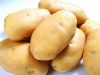 供应荷兰系列优质土豆