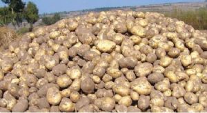 供应大量土豆