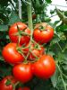 供应卡特番茄—番茄种子