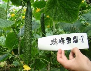 珠峰雪鼎SY-2（温室专用）——黄瓜种子