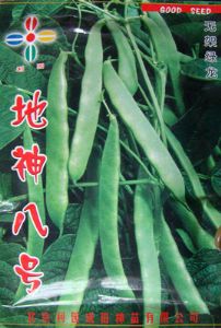 供应地神八号——菜豆种子