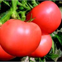 供应番茄种子-粉果新秀硕丰99