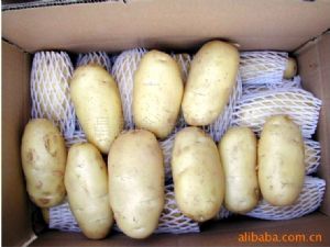 供应肥城优质土豆