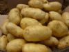 供应优质新鲜土豆