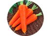 供应新改良六寸—胡萝卜种子