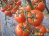 供应海阳市优质粉红西红柿