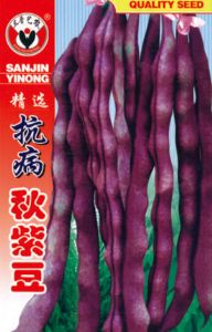 供应精选抗病秋紫豆-菜豆种子