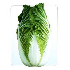 供应高抗王AC－2—白菜种子