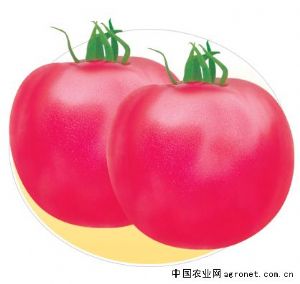 供应普朗皇妃—番茄种子