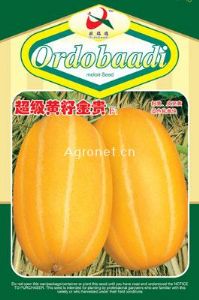 供应超级黄籽金贵F1—甜瓜种子